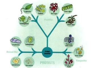 Protozoa