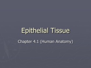 Epithelial Tissue