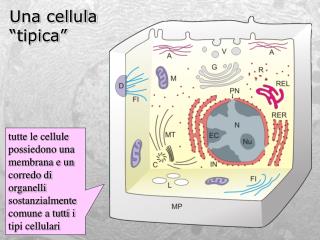 Una cellula “tipica”
