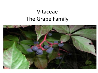 Vitaceae The Grape Family