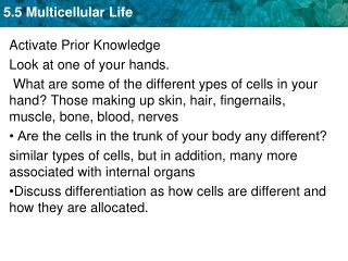 Activate Prior Knowledge  Look at one of your hands.