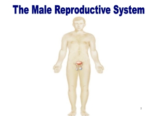 The Male Reproductive System