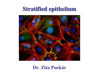 Stratified epithelium