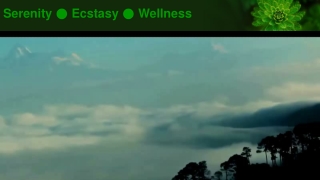 Serenity ● Ecstasy ● Wellness