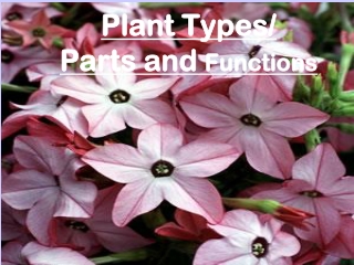 Plant Types/ Parts and  Functions