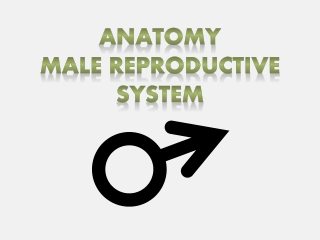 Anatomy   Male Reproductive System