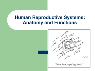 Human Reproductive Systems: Anatomy and Functions