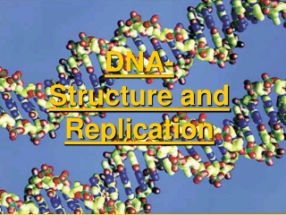 DNA-  Structure and Replication