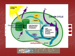 NOTES – Cell Energy Part 2 (Photosynthesis)