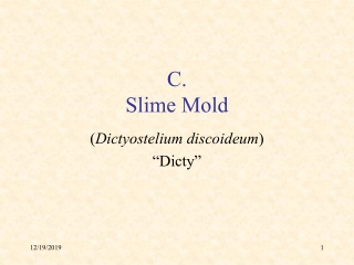 C. Slime Mold