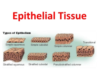 Epithelial Tissue