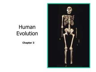 Human Evolution