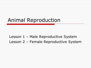 Animal Reproduction