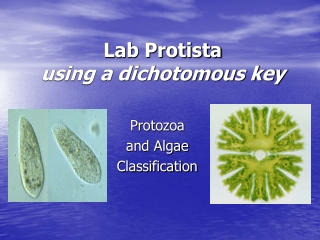 Lab Protista using a dichotomous key