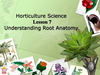 Horticulture Science Lesson 7 Understanding Root Anatomy