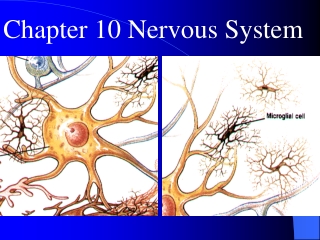 Chapter 10 Nervous System