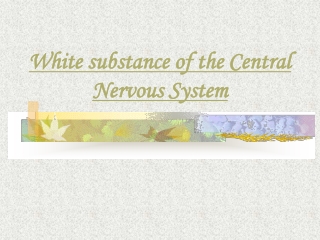 White substance of the Central Nervous System