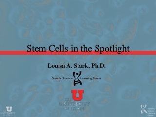 Stem Cells in the Spotlight