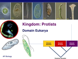 Kingdom: Protists