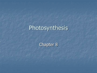 Photosynthesis