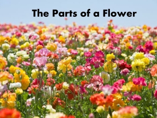 The Parts of a Flower