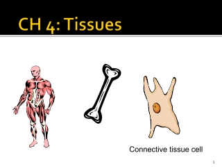 CH 4: Tissues