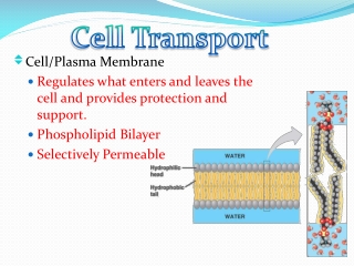 Cell/Plasma Membrane