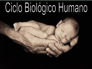 Ciclo Biológico Humano