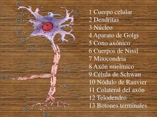1 Cuerpo celular 2 Dendritas 3 Núcleo 4 Aparato de Golgi 5 Cono axónico 6 Cuerpos de Nissl 7 Mitocondria 8 Axón m