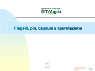 Flagelli, pili, capsula e sporulazione