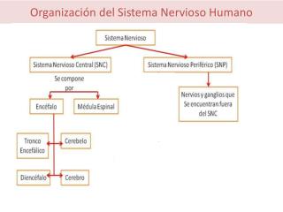 Organización del Sistema Nervioso Humano