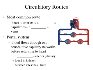Circulatory Routes