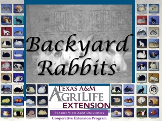 Backyard Rabbits