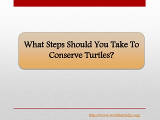 What Steps Should You Take To Conserve Turtles?