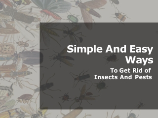 Simple and Easy Ways To Get Rid of Pests and Insects