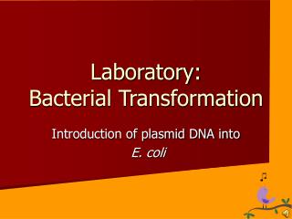 Laboratory: Bacterial Transformation