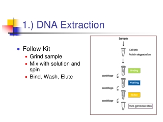 1.) DNA Extraction