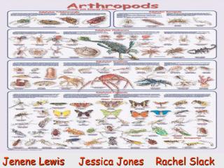 Arthropods