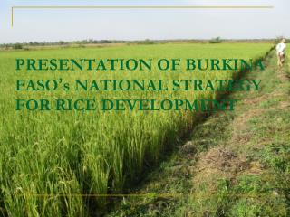 PRESENTATION OF BURKINA FASO ’ s NATIONAL STRATEGY FOR RICE DEVELOPMENT