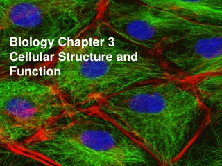 Biology Chapter 3 Cellular Structure and Function