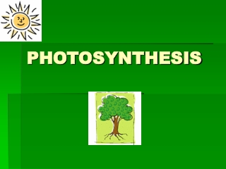 PHOTOSYNTHESIS