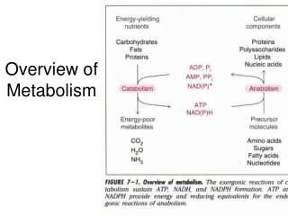 Overview of Metabolism