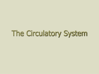 The Circulatory System