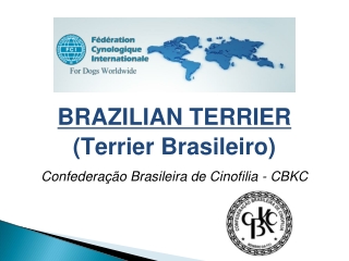 BRAZILIAN TERRIER (Terrier Brasileiro)