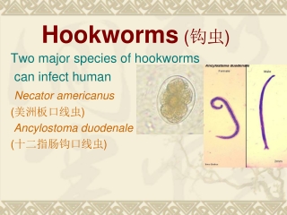 Hookworms  ( 钩虫 )