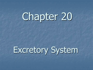 Chapter 20