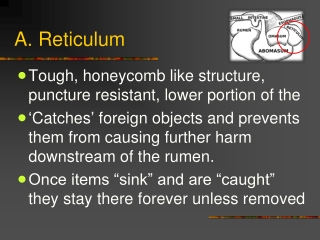 A. Reticulum