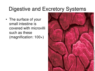 Digestive and Excretory Systems