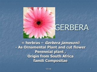 GERBERA