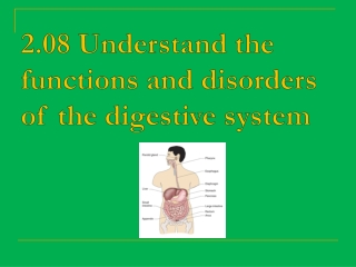 2.08 Understand the functions and disorders of the digestive system